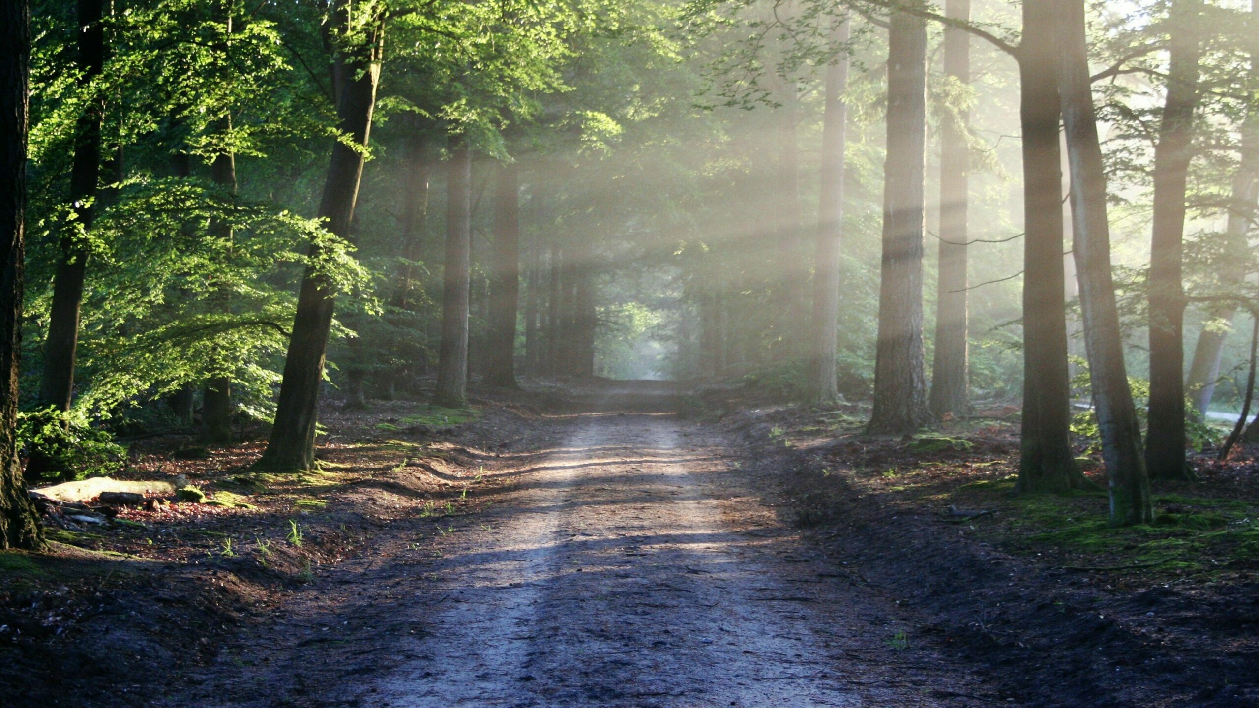 Valeurs forest serpa